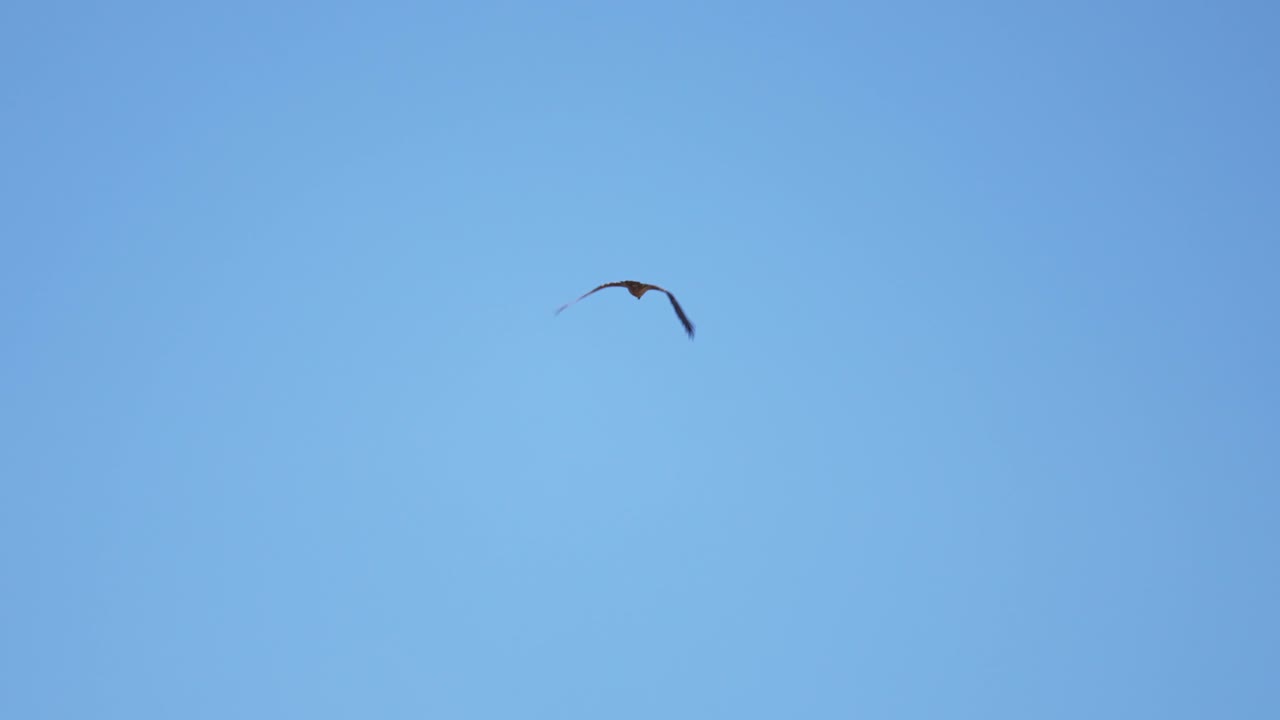 이탈리아의 시마 폰타나에서 은 파란 하늘을 배경으로 날아가는 새를 바라보고 있습니다.