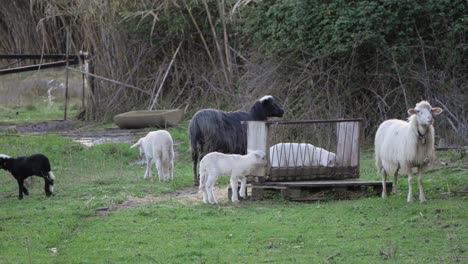 Slow-motion-shot-of-sheep-and-lambs-feeding-around-trough-outside-in-Sardinia,-Italy