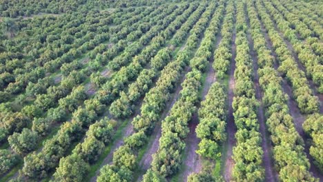 Orbiting-Aerial-View-of-Rows-of-Green-Trees-in-Orchard-Plantation