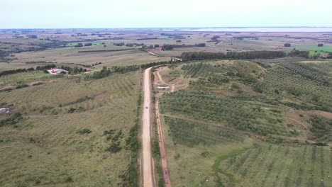 Drone-flying-over-a-dirt-road-between-olive-trees-agriculture-farm-in-South-America