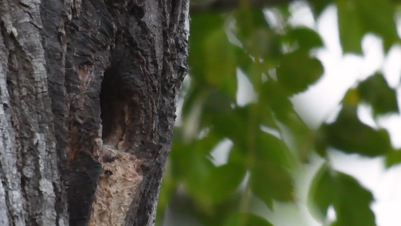 el falconet de muslo negro es una de las aves rapaces más pequeñas que se encuentran en los bosques de algunos países de asia