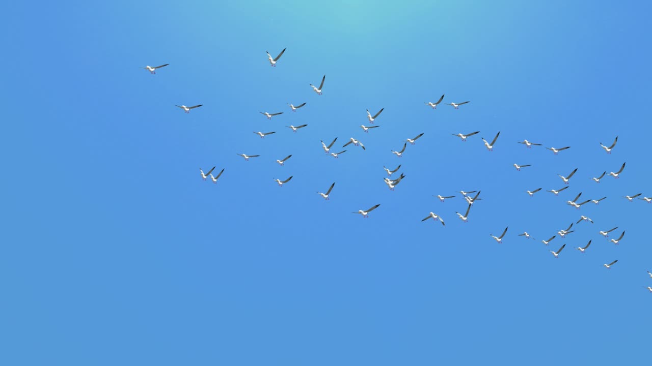 마법의 파란 하늘 루프 배경에서 느린 동작으로 날아다니는 4k 새.