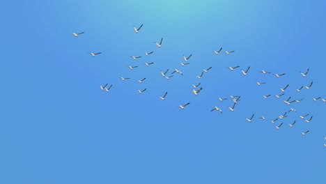4k birds flying slow motion on the magical blue sky loop background.