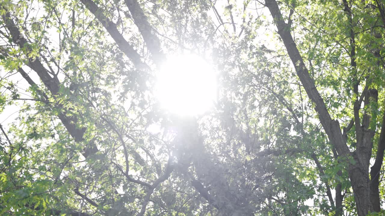 나무 꽃이 피는 곳에서 빛이 아오릅니다.