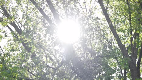 Ramita-La-Luz-Del-Sol-Alcanza-Su-Punto-Máximo-A-Través-De-Un-árbol-En-Flor