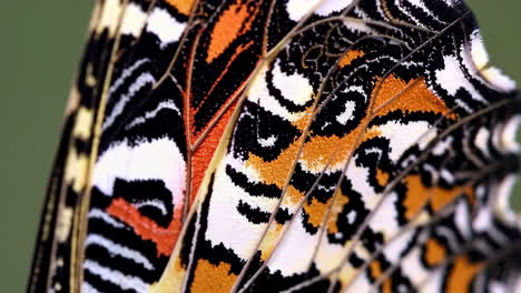 close-up of a butterfly wing with intricate patterns