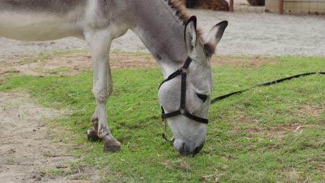 donkey or equus africanus asinus grazes on grass patch wearing bridle collar and leash