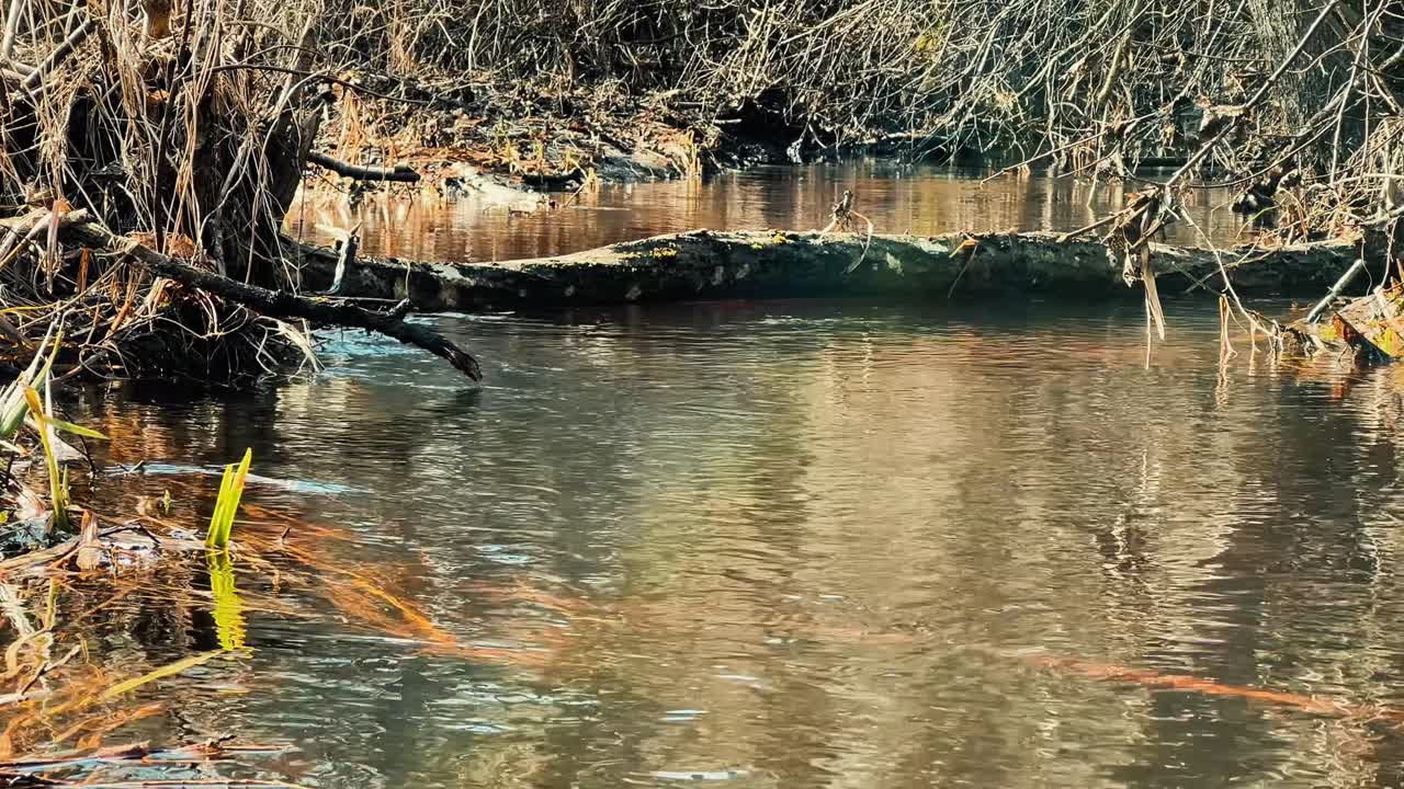 Eye-level shot of a log spanning a calm stream with dry bank vegetation. Ideal for environmental conservation reports, outdoor lifestyle content, and habitat restoration projects