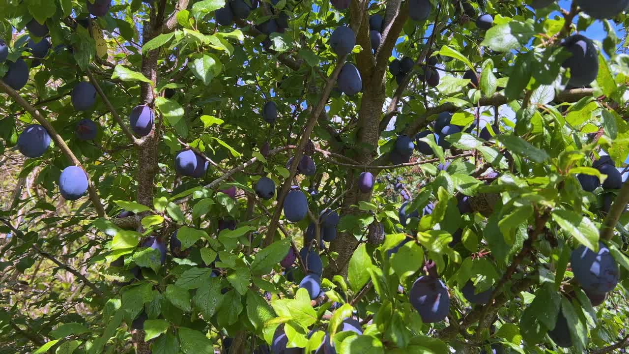 Fresh organic plums growing on the tree ( Prunus domestica )