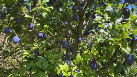 fresh organic plums growing on the tree ( prunus domestica )