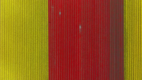 aerial view of colorful tulip fields