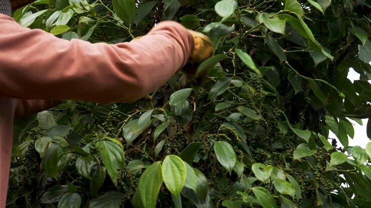 Establishing shot of a person harvesting black pepper from the peppercorn vine plant in the outdoor