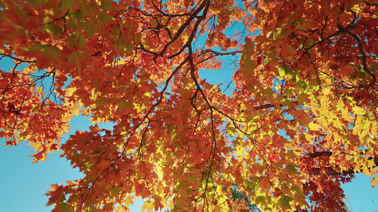 Moving past trees with colorful orange foliage. Autumn vibrant colors. Peaceful fall scenery.
Sunlight coming through the tree's branches.