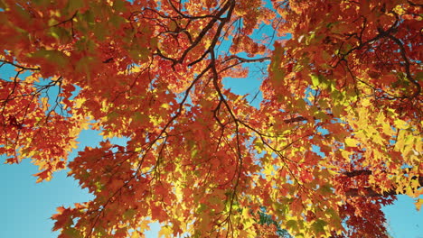 moving past trees with colorful orange foliage. autumn vibrant colors. peaceful fall scenery.
sunlight coming through the tree's branches.