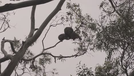 koala mother with baby perched on tree in jungle of australia