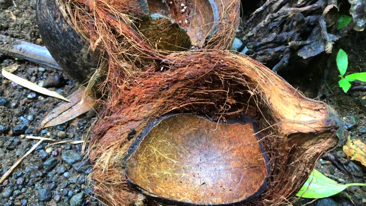 인도네시아 발리 우붓의 숲 정글에서 깨진 코코넛 껍질