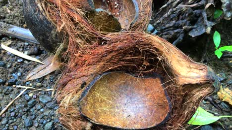 Zerbrochene-Kokosnussschale-In-Einem-Walddschungel-In-Ubud,-Bali,-Indonesien