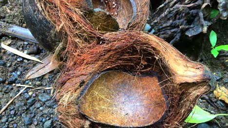 cáscara de coco rota en una jungla forestal en ubud, bali, indonesia