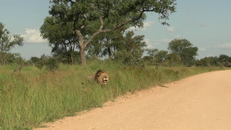 african lion going out from grassland on dusty road roaring loudly