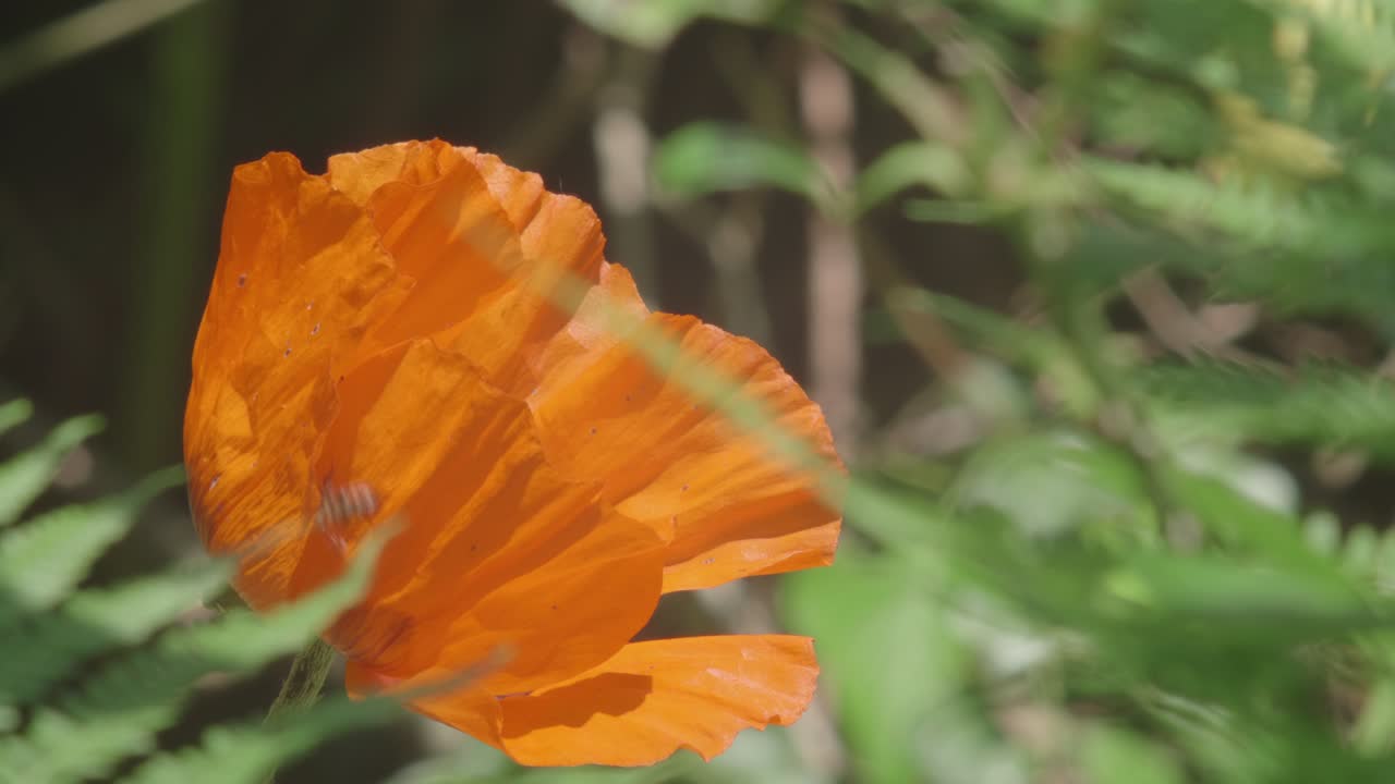 수분 후 주황색 양귀비 꽃에서 기어 나오는 꿀벌, 돌리 아웃