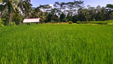 rice stalks in plantation field with farm shed and palms around, bali