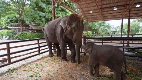 Madre-Elefante-Asiática-Con-Su-Cría-En-Tailandia