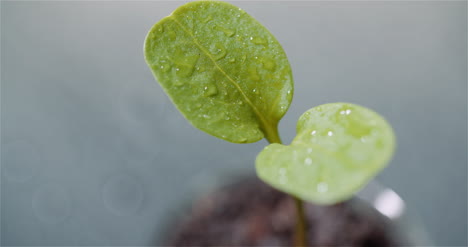 Agriculture-Concept-Young-Plant-Rotating-On-Black-Background-6