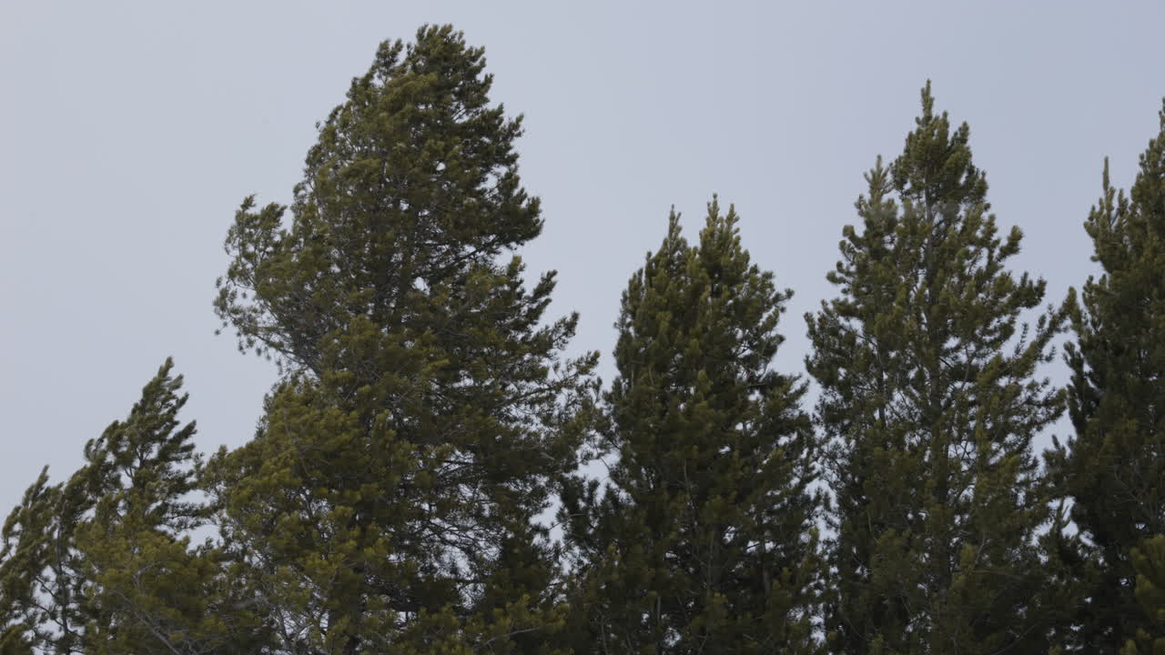 Tight shot of tall Conifer trees blowing in a strong winter storm. Shot in 4K 60fps