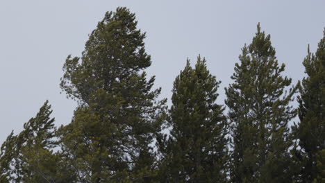 tight shot of tall conifer trees blowing in a strong winter storm. shot in 4k 60fps
