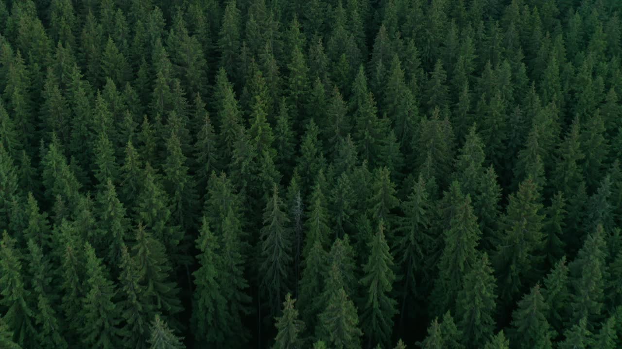 Flying over the beautiful green pine forest of Frumoasa Dam, Romania - Aerial