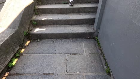 person ascending stairs in a busy paris street