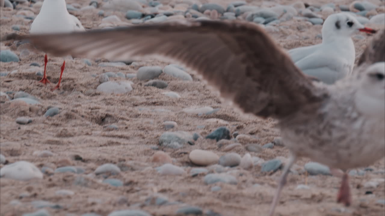 Multiple seagulls eating and fighting on the beach