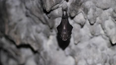 Bat-sleeping-upside-down-in-a-cave