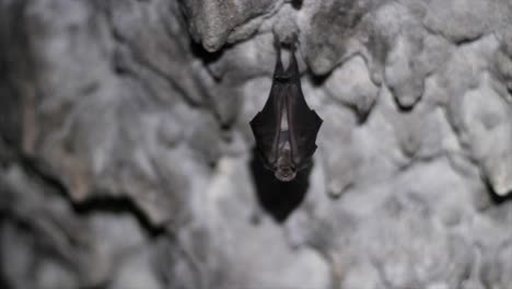 bat sleeping upside down in a cave