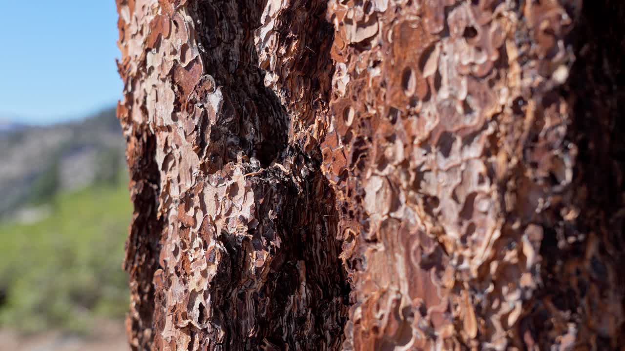 Closeup focus pull shot of fir tree bark