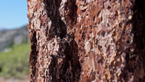 closeup focus pull shot of fir tree bark