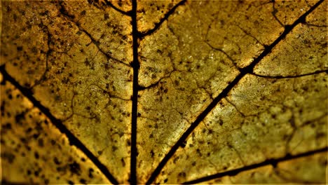 cinemagraph macro of golden leaf in motion background