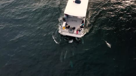 dolphins swimming next to a whale-watching boat