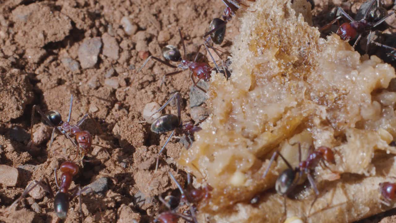 Formiche bulldog si riuniscono e si nutrono di scarti di cibo su terra asciutta e ghiaiosa, illuminata dal sole.