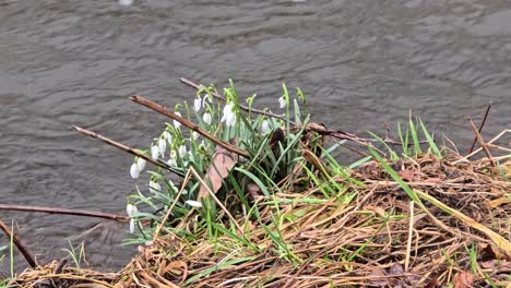 Die-Schneeglöckchen-Blühen-Bereits-Und-Der-Frühling-Steht-Vor-Der-Tür