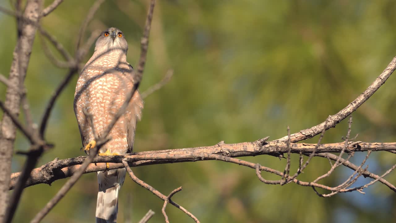cooper's hawk despegando de una rama ralentizada 5 veces
