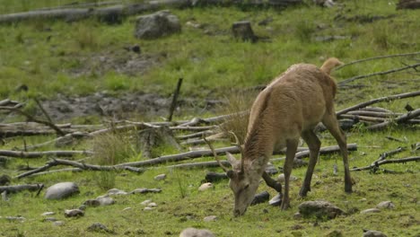 Junger-Elch-Auf-Der-Suche-Nach-Gras-Im-Regen-Slomo