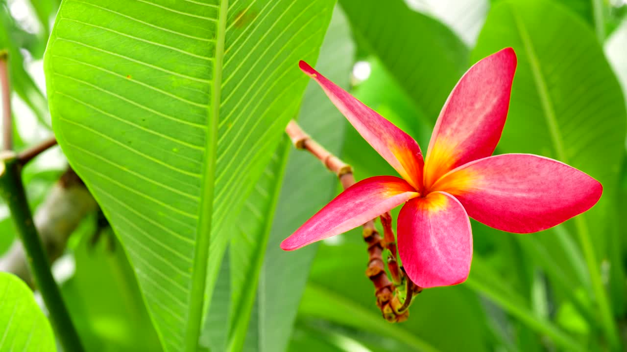 One lilac plumeria flower in front of lush green foliage. Gentle wiggle movement
