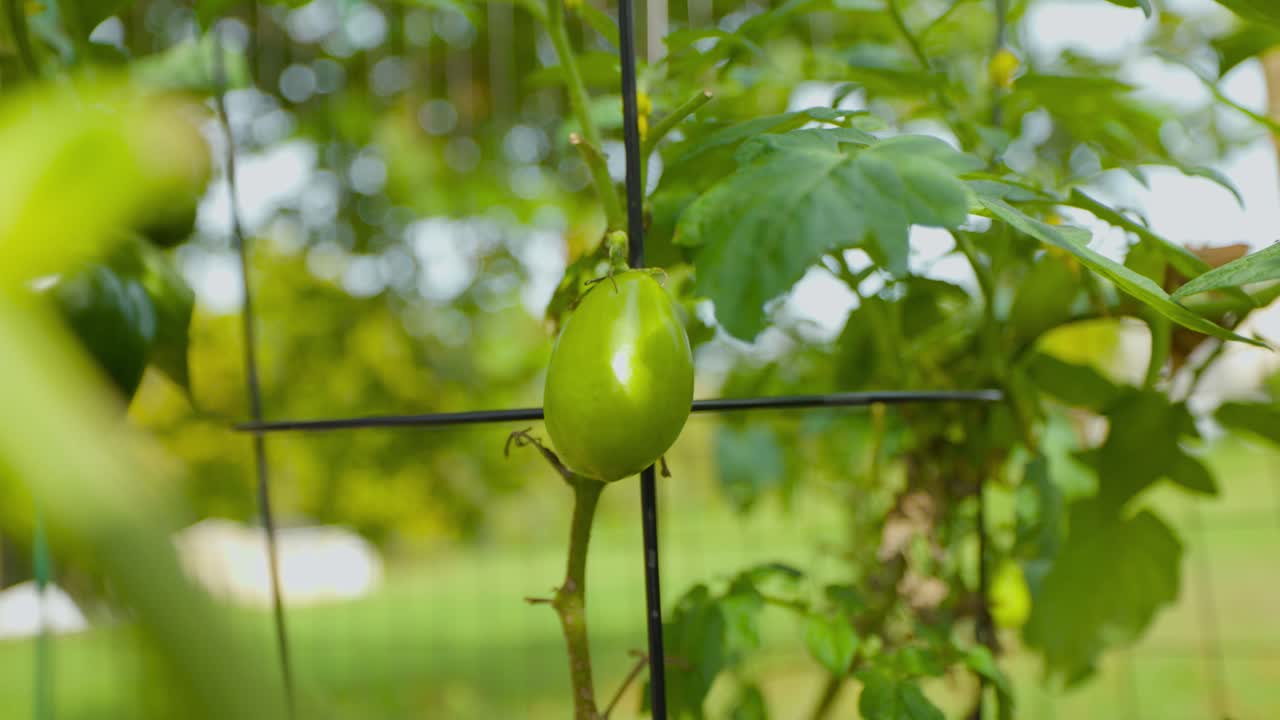 A single unripe green Roma tomato grows on the vine in a sunny garden, surrounded by healthy green leaves