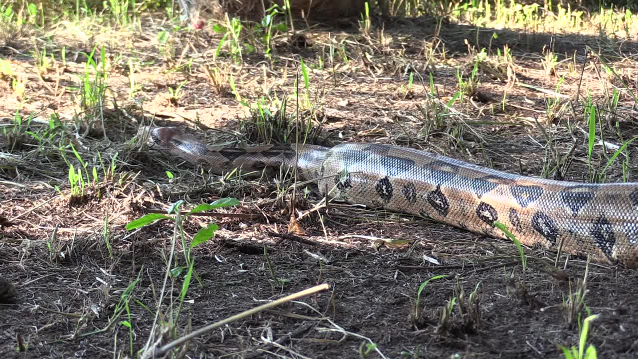 보아 컨스트릭터, 마자쿠아타 거대한 표본은 땅에서 기어 움직이고 전체로 보입니다.