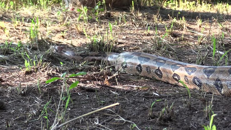 Boa Constrictor, Mazacuata, riesiges Exemplar kriecht über den Boden und ist vollständig zu sehen