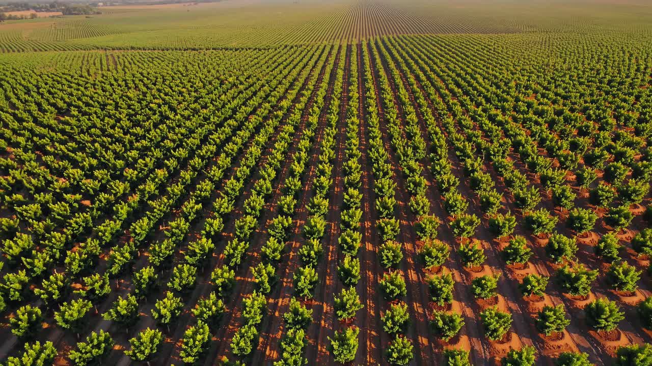 vista aérea de un huerto de frutas