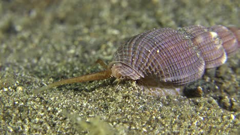 caracol do mar rastejando sobre a areia de perto