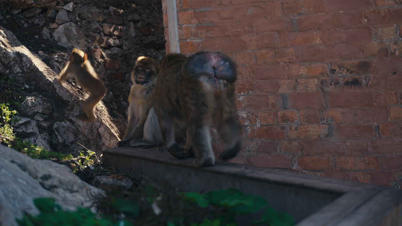 Gibraltar apes rest on the wall