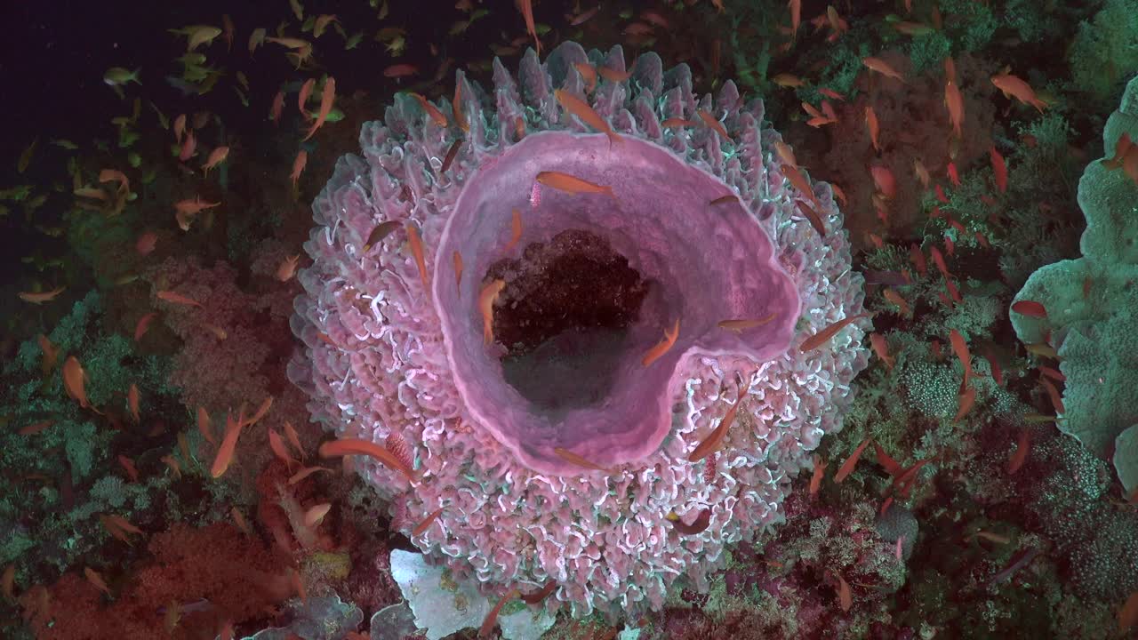 flotando sobre una esponja de barril rosa en cámara lenta con peces de arrecife